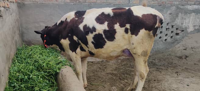 Home Grown Cross Friesian Cow for