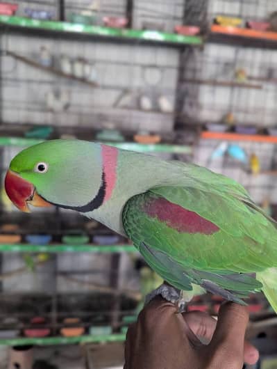 raw parrot male