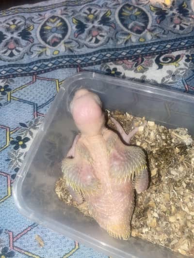 Yellow ringneck chick for sale