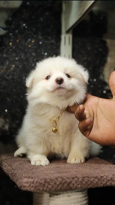 Russian puppy -white dog