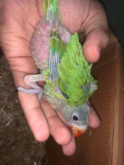 ringneck chick  available for sale