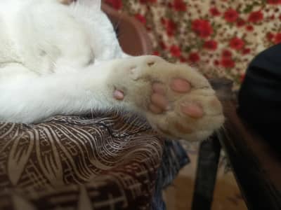 Rare Khao Khao Manee Cat – Pure White Coat & Stunning yellow Eyes