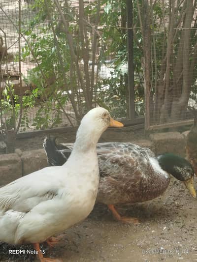 Ducks for Sale