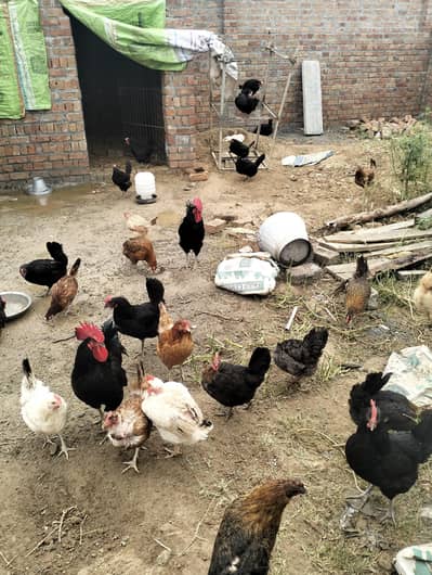 golden misri and Australorp hens for sale