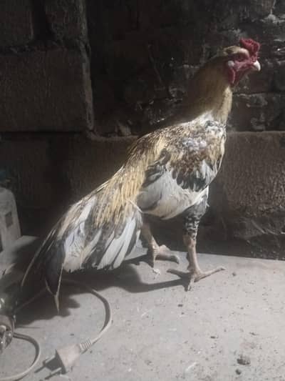 High quality Aseel pair