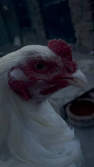 Paper White Heera Aseel for Sale