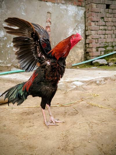 aseel murgha mianwali lakha my phone number 03236106518