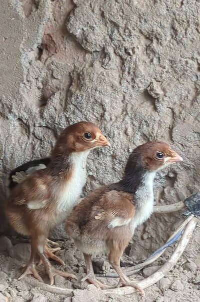 aseel chicks / mianwali chicks / lasani chicks / lakha chicks / aseel