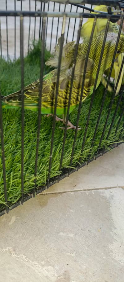hogoromo budgies first breed pair