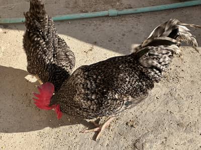 Play mouth pair for sell