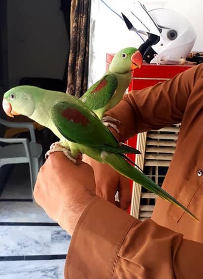raw parrot pair