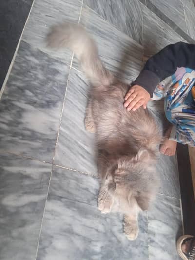 Persian triple coat female