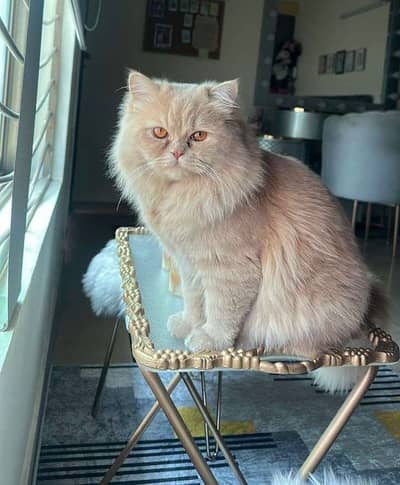 Persian male cat