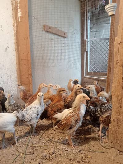 golden Misri chicks.   250gm