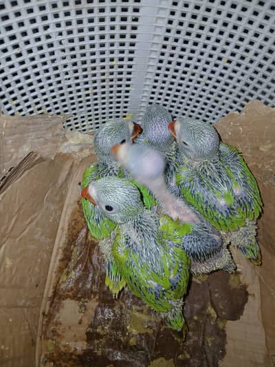 Ringneck Parrot Chicks