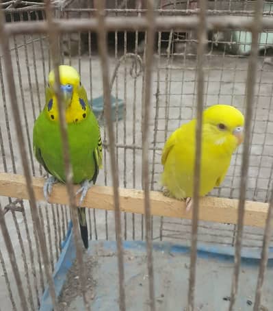Red Eyed Australian parrots budgies