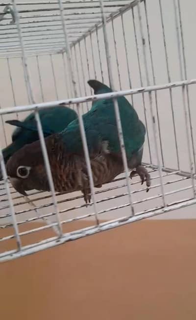 Blue turquoise conure black to black breeder pair