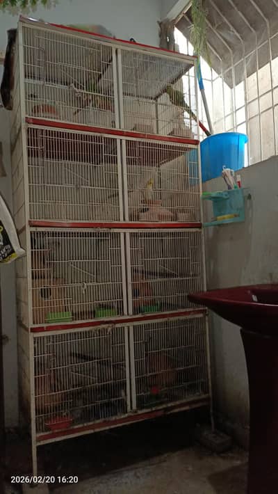 parrots cage