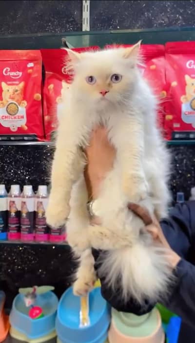 Blue Eyes Persian cat | triple coat | Persian Female cat for sale