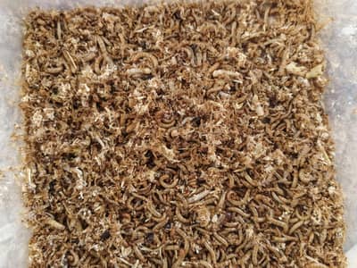 mealwarm beattl  larva  eggs  4 sale