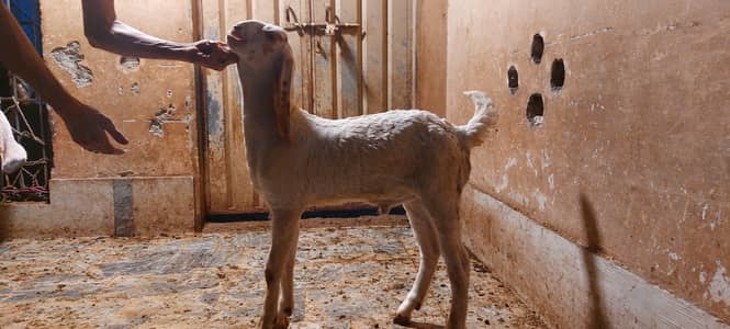 eik neeshan me kaljla or bakra kids available