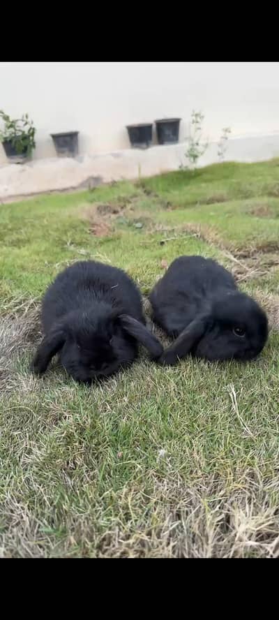 holland lop bunys pair
