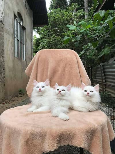 Persian cat for sale 2 month age Whatsapp no O349OO36896