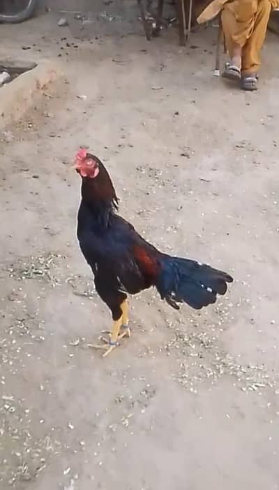 cheena or lakha muskha patha for sale