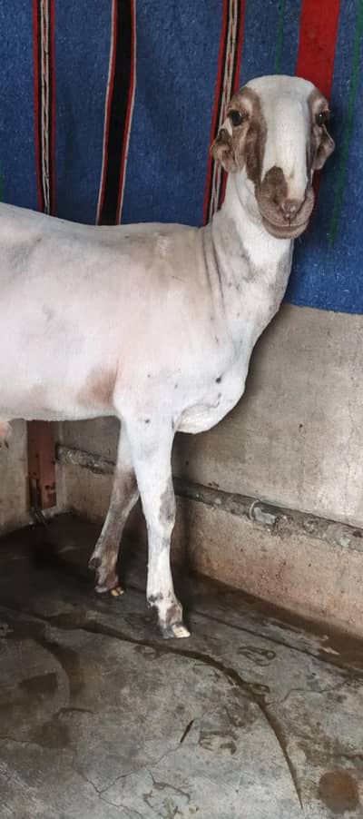 arjent sale dumba 2 dant