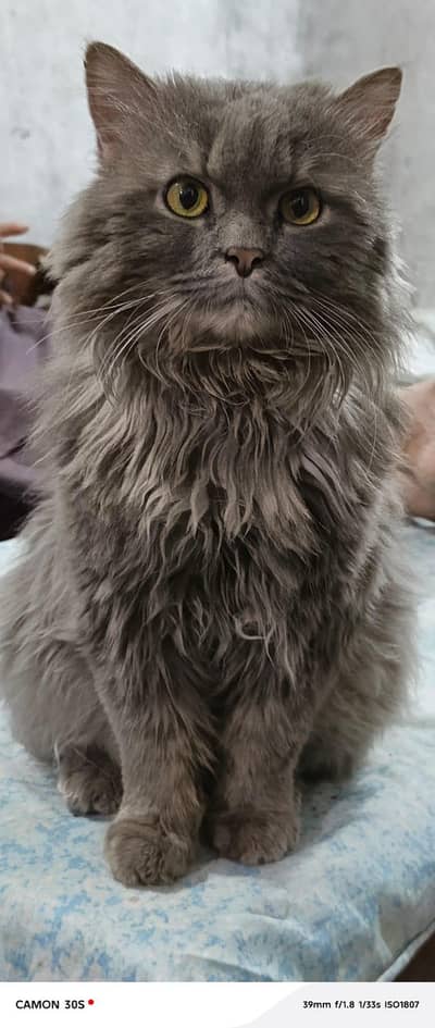 health and active stud male up for sale