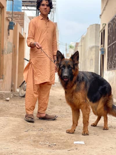 Long coat German shepherd female available for sale