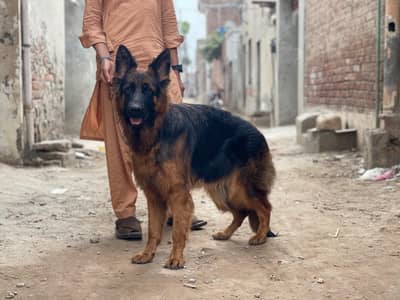 Long coat German shepherd female available for sale