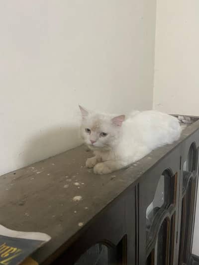 white male ha urgent sale kerna ha