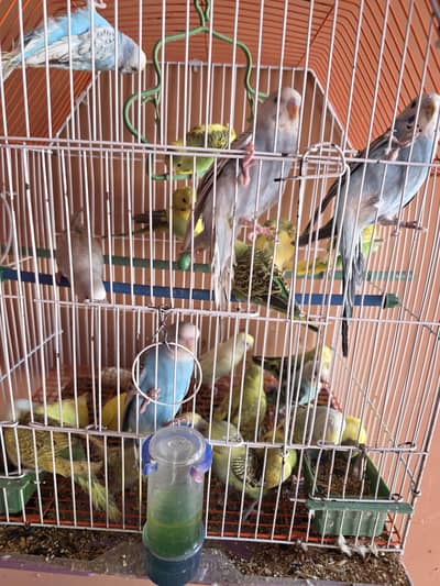 budgies 4 sell