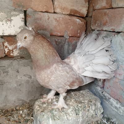 American lucka pigeon male