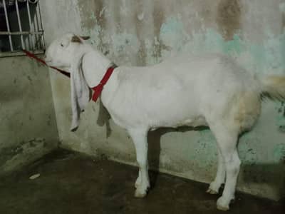 bakri