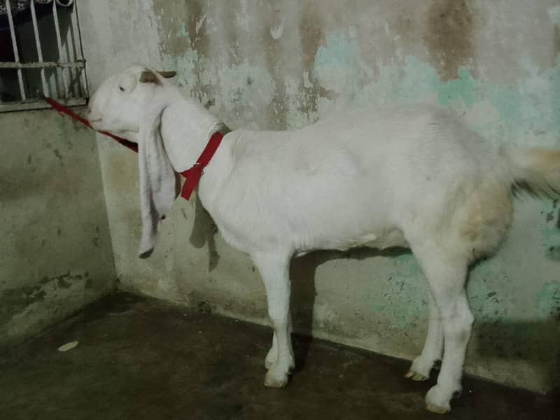 bakri 0