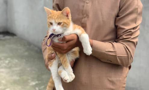 orange tabby /ginger cat