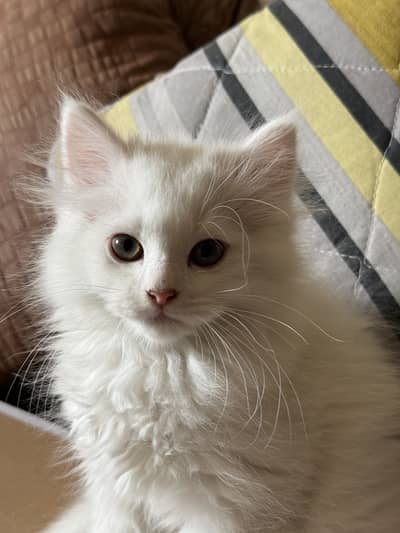 Cute Persian Kittens for sale