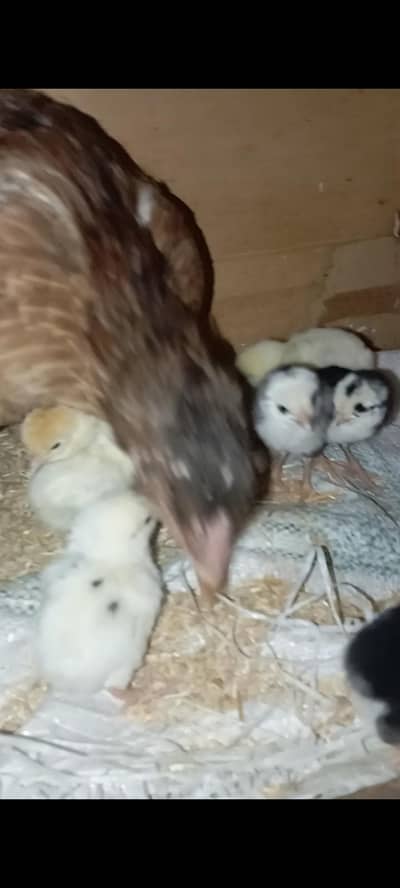 SHAMO CROSS CHICKS AVAILABLE FOR SALE