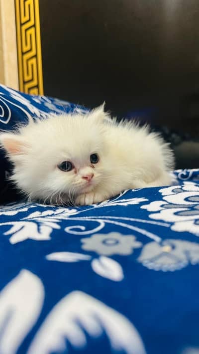 Persian Cat