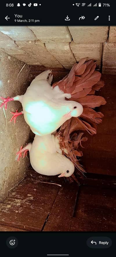 red tail pair & king male