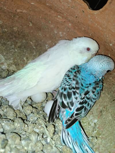 white red eyes breeder pair . what's app : 0302_6247572