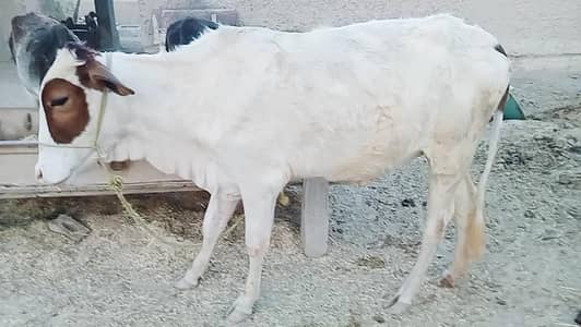 gulabi bchia for sale