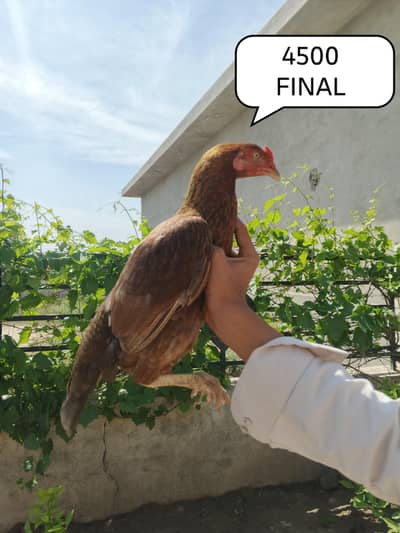 Aseel murgi available