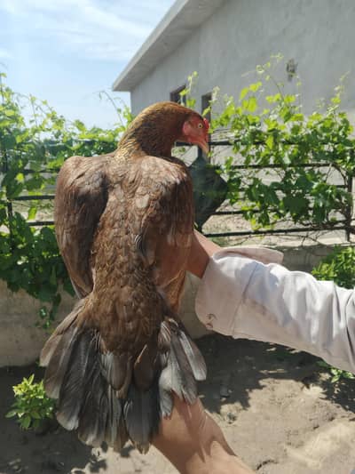 Aseel murgi available