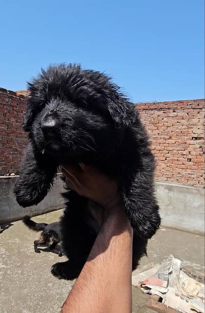 German Shehpherd Male  pup