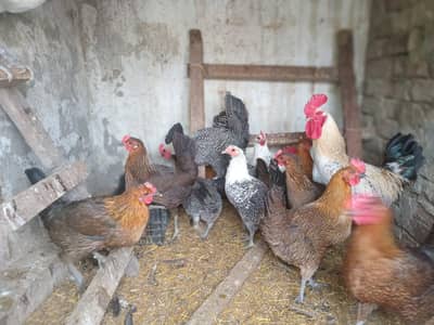 Golden Misiri set and eggs