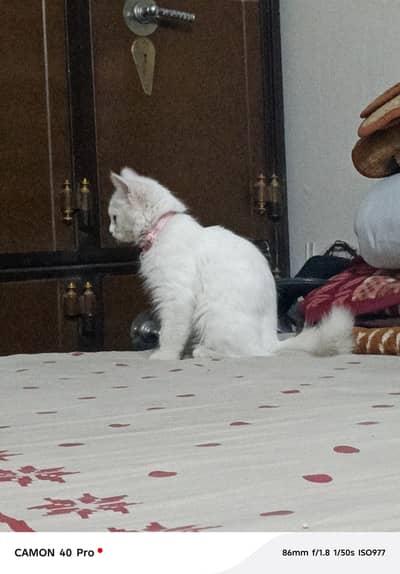 Our persian cat make the perfect companions for every type of home.