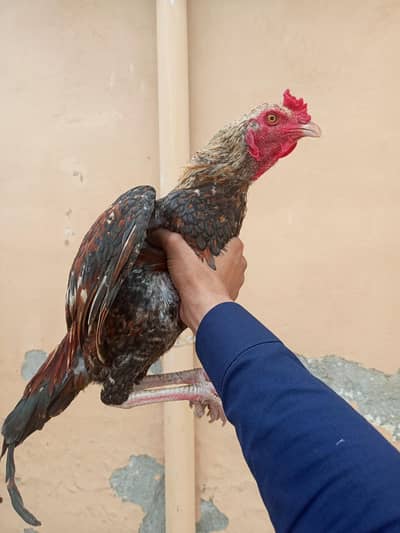 for sale location WAH CANTT barrier 3 03125641760